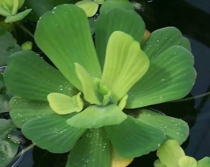 有没有哪些你们喜欢的水生植物呢？水生植物景观图1