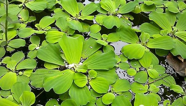 有没有哪些你们喜欢的水生植物呢？水生植物景观图2