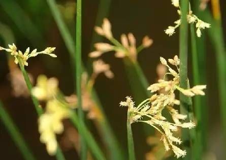 有没有哪些你们喜欢的水生植物呢？水生植物景观图3