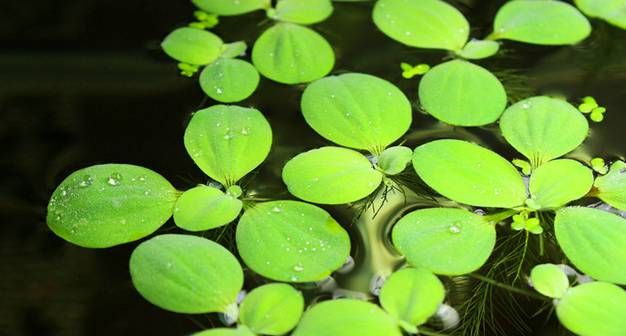 有没有哪些你们喜欢的水生植物呢？水生植物景观图8