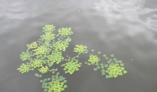 有没有哪些你们喜欢的水生植物呢？水生植物景观图9