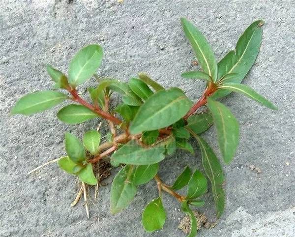 有没有哪些你们喜欢的水生植物呢？水生植物景观图17