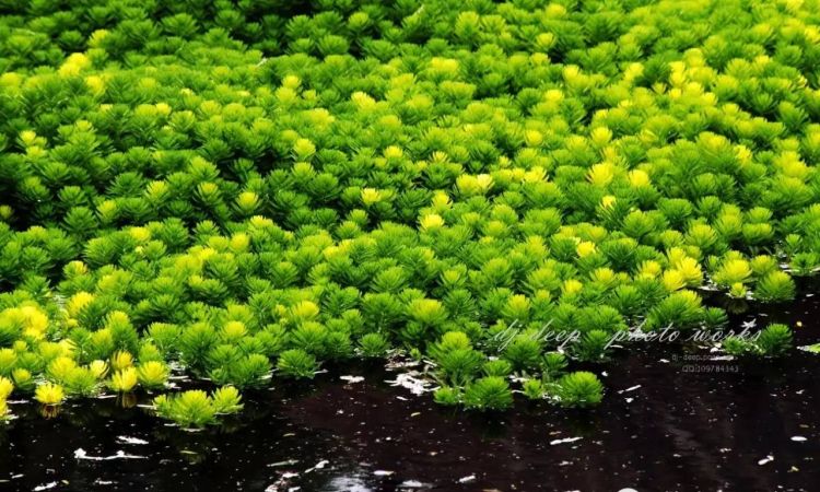 有没有哪些你们喜欢的水生植物呢？水生植物景观图19