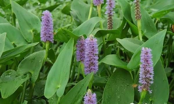 有没有哪些你们喜欢的水生植物呢？水生植物景观图22