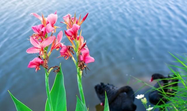 这8种常见的水生花，自带清新田园风、夏季美如图画