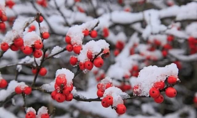 北美冬青火，高档年宵花