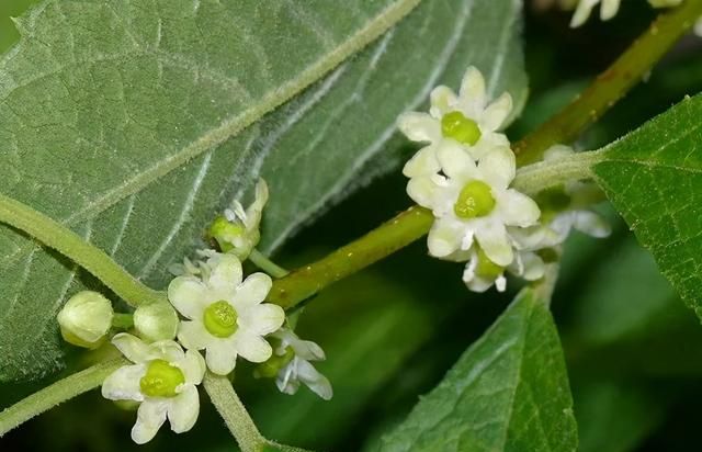 北美冬青火，高档年宵花