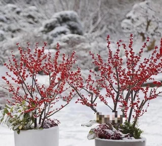 北美冬青火，高档年宵花