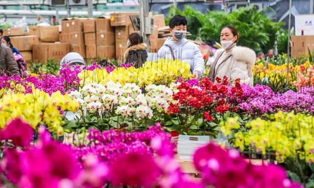 春节临近买花迎春！郑州鲜花市场迎销售旺季人气足