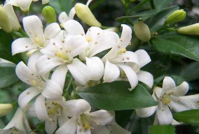 九里香花香浓郁，有花友说不适合在室内养，是真的吗