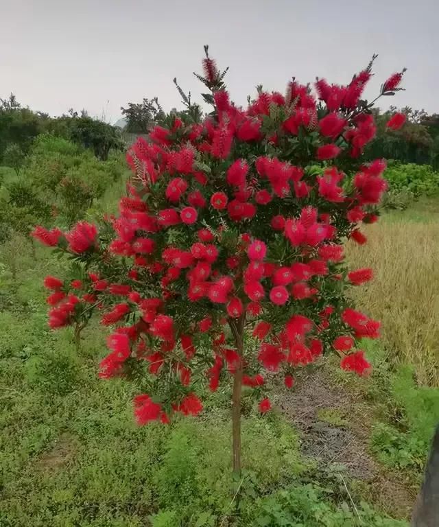 全球罕见的奇花异草55种，惊艳得让人心花怒放，值得收藏转发