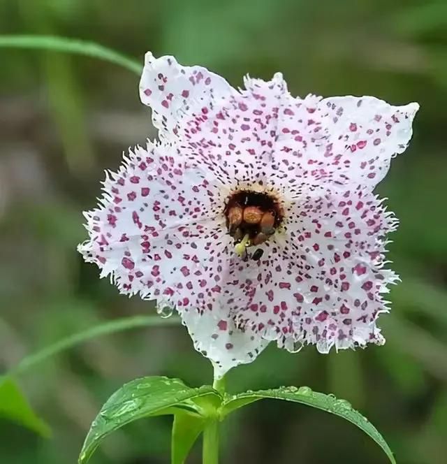 全球罕见的奇花异草55种，惊艳得让人心花怒放，值得收藏转发