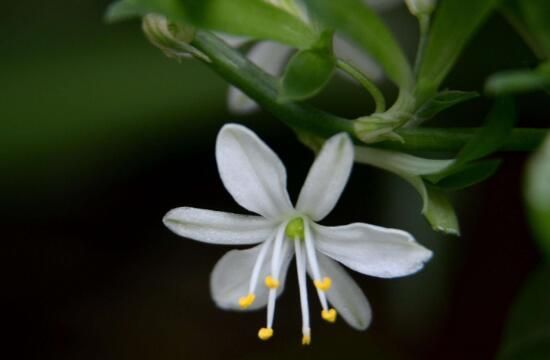 吊兰会开花吗，吊兰开花的寓意是什么