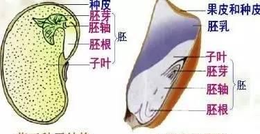 初中生物知识点：种子植物