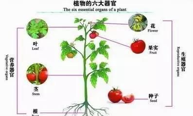 初中生物知识点：种子植物