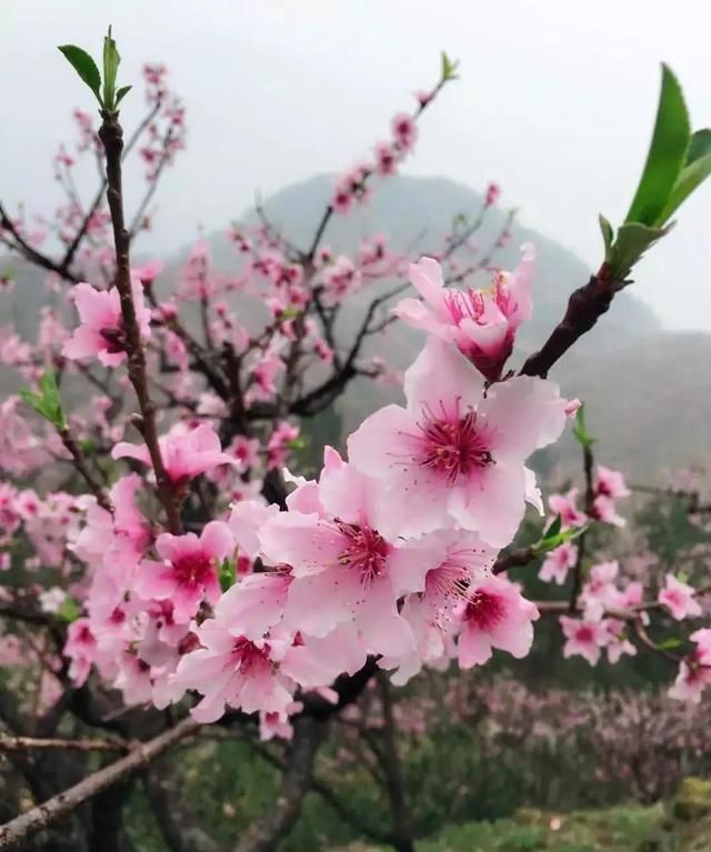 分享图片：桃花朵朵开，欢喜迎春来