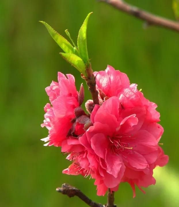 分享图片：桃花朵朵开，欢喜迎春来