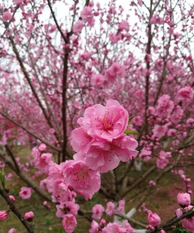 分享图片：桃花朵朵开，欢喜迎春来