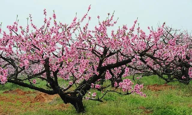 分享图片：桃花朵朵开，欢喜迎春来