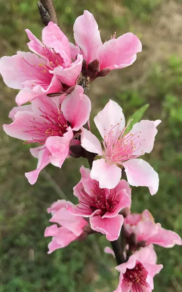 分享图片：桃花朵朵开，欢喜迎春来