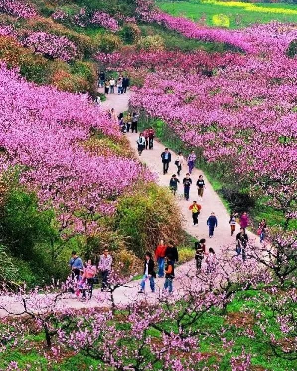 分享图片：桃花朵朵开，欢喜迎春来