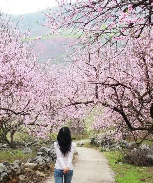 分享图片：桃花朵朵开，欢喜迎春来