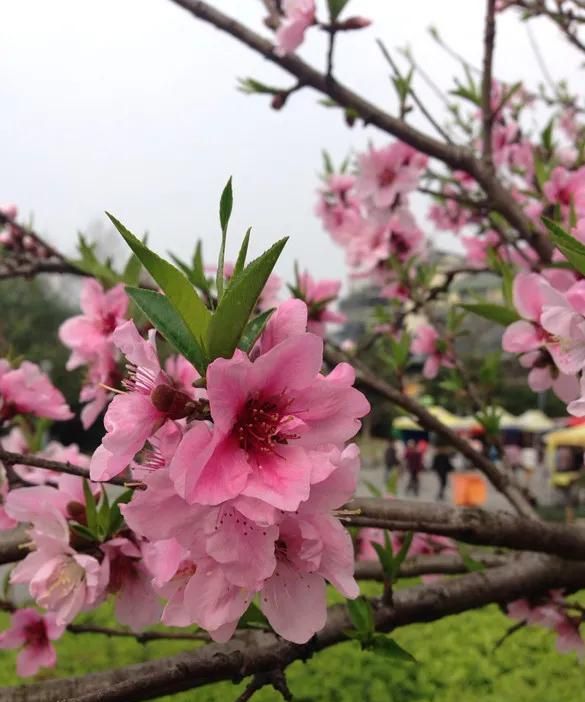 分享图片：桃花朵朵开，欢喜迎春来