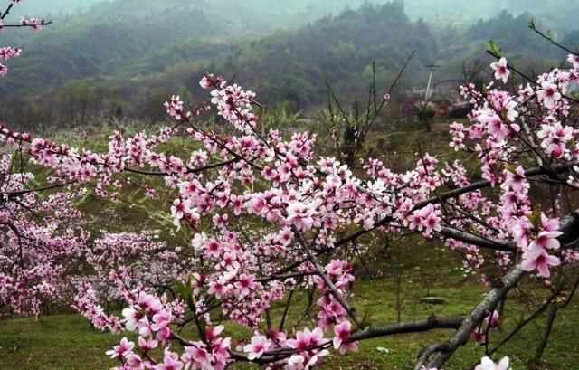 分享图片：桃花朵朵开，欢喜迎春来