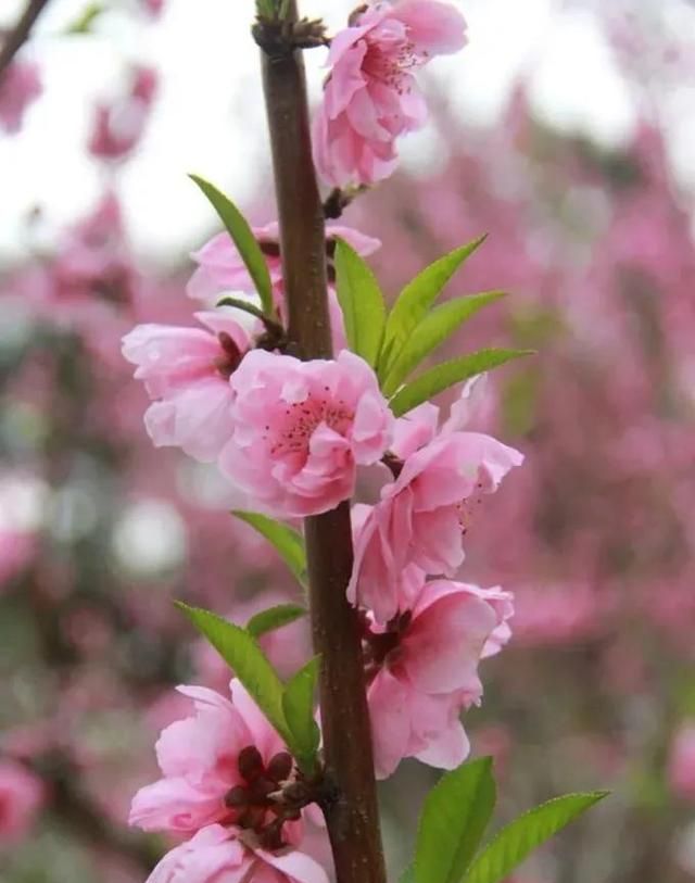 分享图片：桃花朵朵开，欢喜迎春来