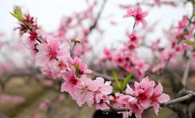 分享图片：桃花朵朵开，欢喜迎春来