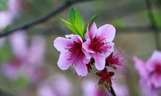 分享图片：桃花朵朵开，欢喜迎春来