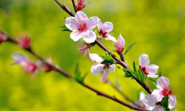 分享图片：桃花朵朵开，欢喜迎春来