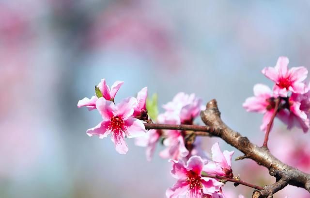 分享图片：桃花朵朵开，欢喜迎春来