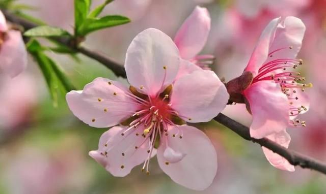 分享图片：桃花朵朵开，欢喜迎春来