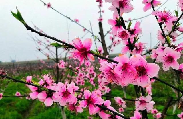 分享图片：桃花朵朵开，欢喜迎春来