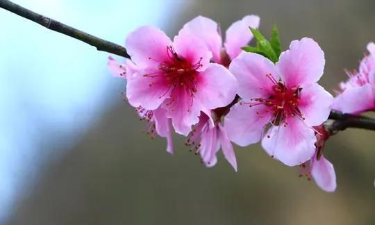 分享图片：桃花朵朵开，欢喜迎春来