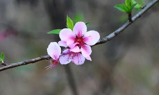 分享图片：桃花朵朵开，欢喜迎春来