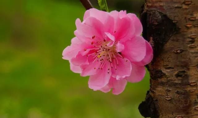 分享图片：桃花朵朵开，欢喜迎春来