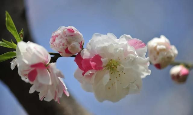 分享图片：桃花朵朵开，欢喜迎春来