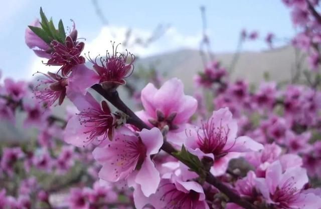 分享图片：桃花朵朵开，欢喜迎春来