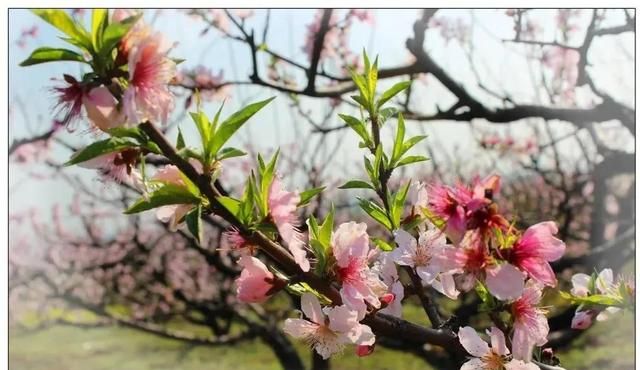 分享图片：桃花朵朵开，欢喜迎春来