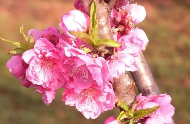 分享图片：桃花朵朵开，欢喜迎春来