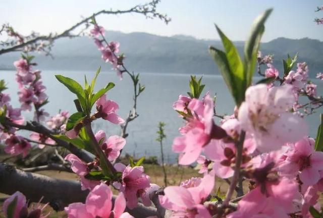 分享图片：桃花朵朵开，欢喜迎春来