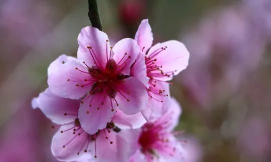 分享图片：桃花朵朵开，欢喜迎春来