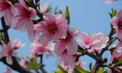 分享图片：桃花朵朵开，欢喜迎春来