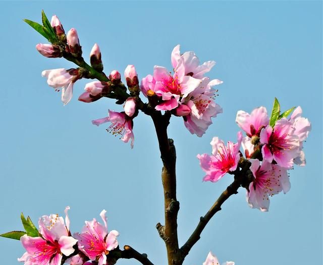 分享图片：桃花朵朵开，欢喜迎春来