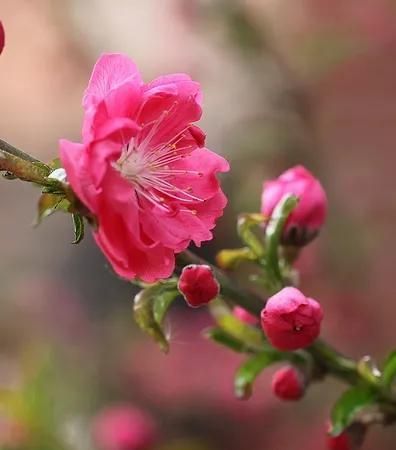 分享图片：桃花朵朵开，欢喜迎春来