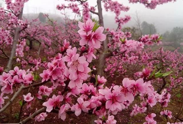 分享图片：桃花朵朵开，欢喜迎春来