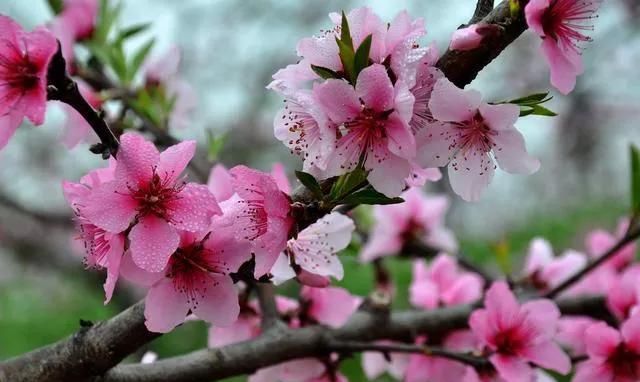 分享图片：桃花朵朵开，欢喜迎春来