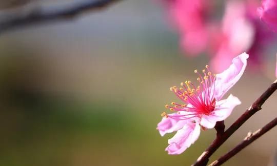 分享图片：桃花朵朵开，欢喜迎春来